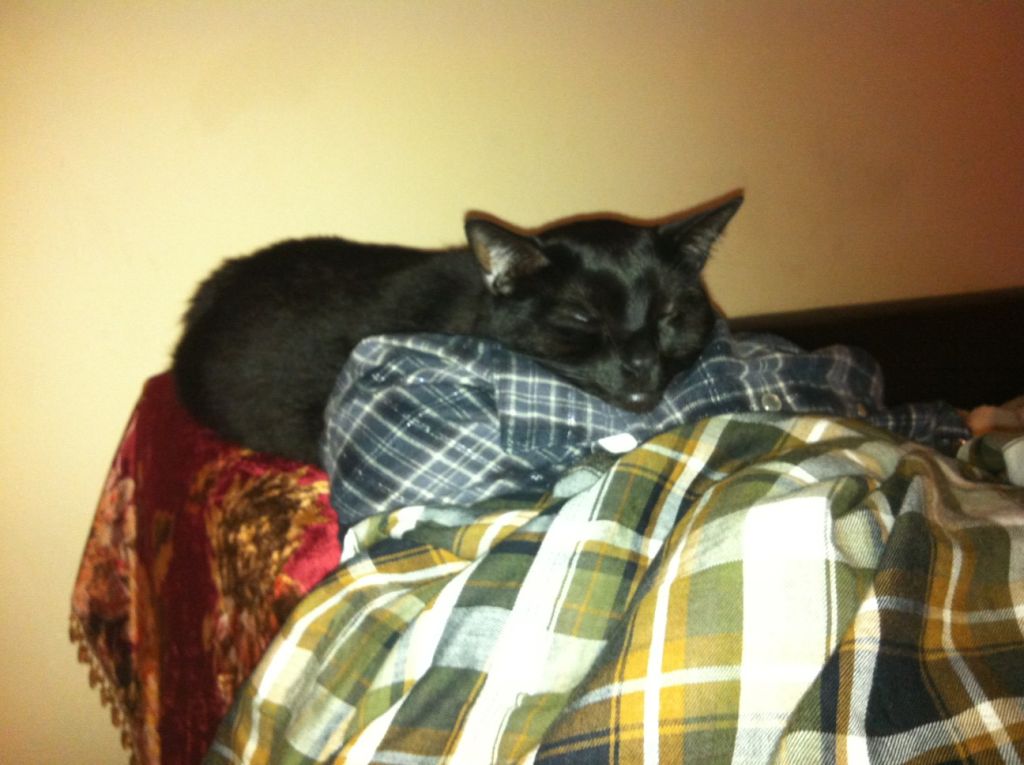 Riley Steele, Cat, Kitten, Mrblack, Kitty, Mimimi, Black Cat