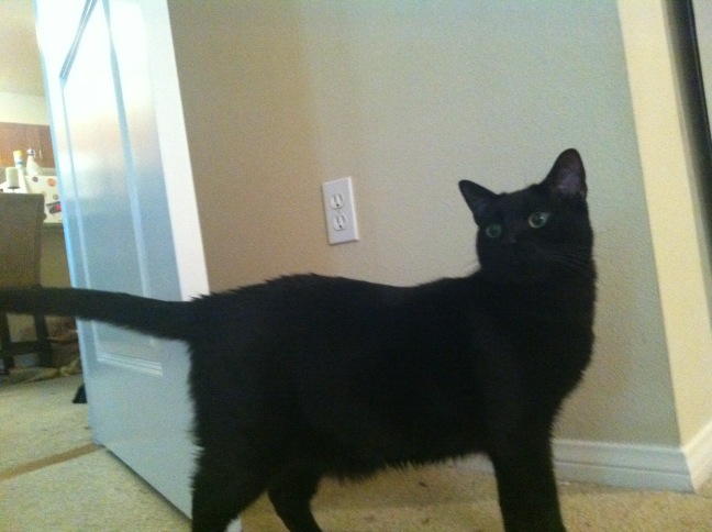 Riley Steele, Selfpic, Selfshot, Selfie, Cat, Kitten, Mrblack, Kitty, Cats, Pet