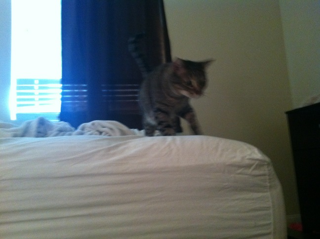 Riley Steele, Selfpic, Selfshot, Selfie, Cat, Kitten, Kitty, Mrgray, Cats, Pet