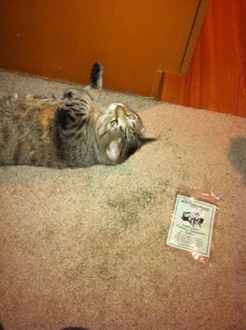 Riley Steele, Cat, Kitten, Kitty, Mrgray, Cats, Pet