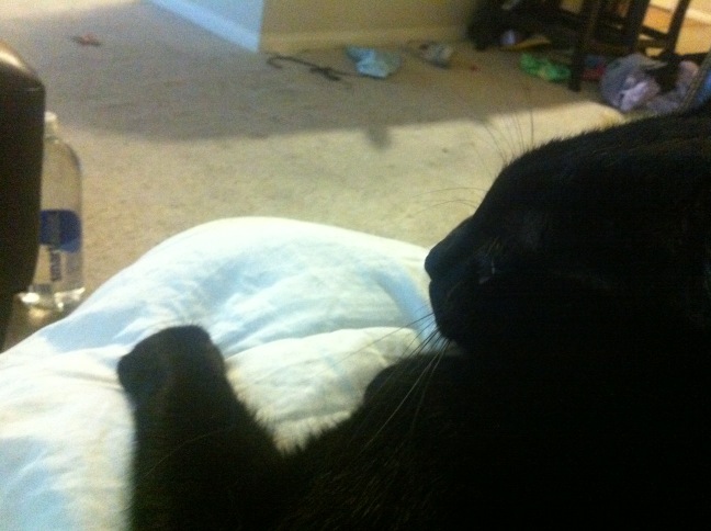 Riley Steele, Cat, Kitten, Mrblack, Kitty, Pet