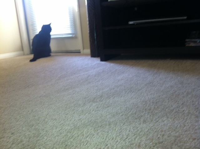 Riley Steele, Cat, Kitten, Home, Floor, Mrblack, Kitty, Daylight