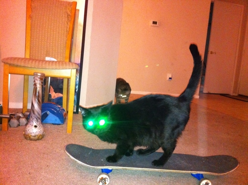 Riley Steele, Cat, Kitten, Eyes, Home, Mrblack, Green, Kitty, Room, Skate