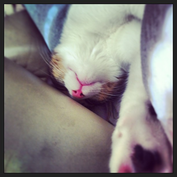 Riley Steele, Cat, Kitten, Home, Kitty, Day, Pet, Sleeping Cat