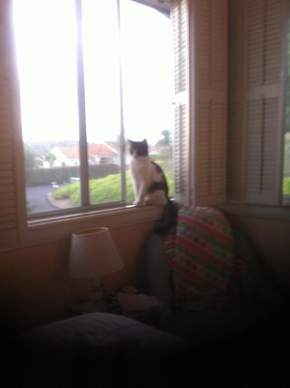 Riley Steele, Selfpic, Selfshot, Selfie, Cat, Kitten, Window, Gg, Pets, Home Moments