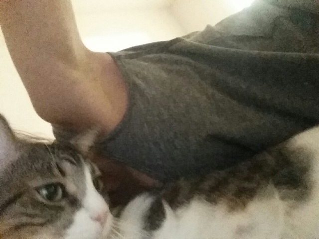 Riley Steele, Cat, Kitten, Mrgrey, Cute, Kitty, Mimimi, Pet