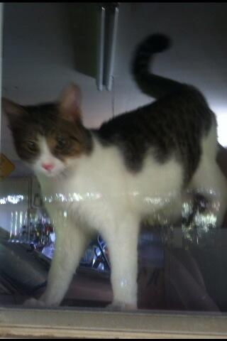 Riley Steele, Cat, Kitten, Littles, Kitty