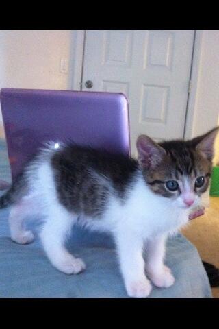 Riley Steele, Cat, Kitten, Littles, Kitty