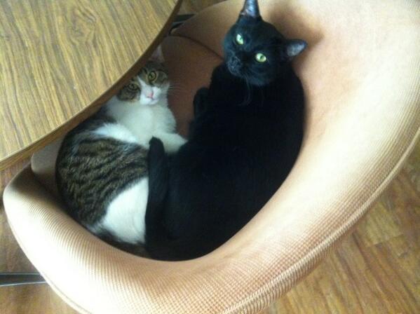 Riley Steele, Cat, Kitten, Mrblack, Littles, Kitty