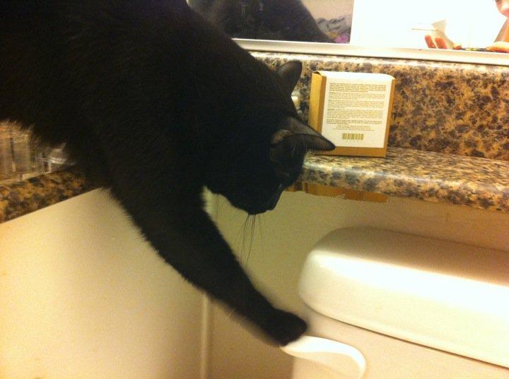 Riley Steele, Cat, Kitten, Kitty