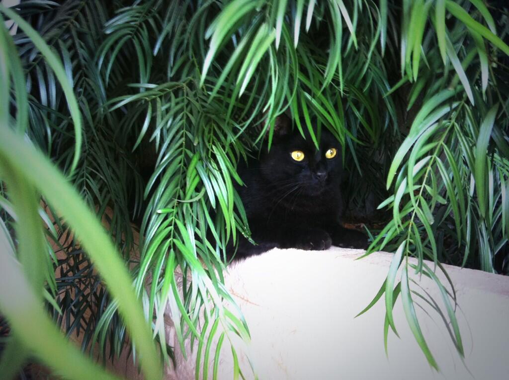 Riley Steele, Cat, Kitten, Mrblack, Kitty