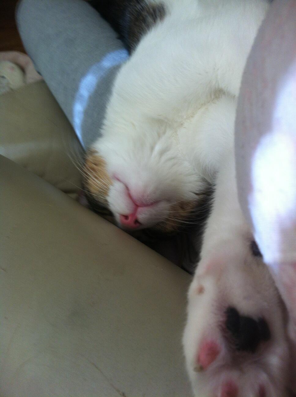 Riley Steele, Cat, Kitten, Littles, Kitty