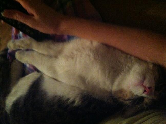 Riley Steele, Cat, Kitten, Littles, Kitty