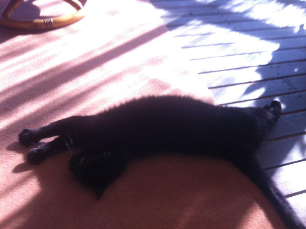 Riley Steele, Cat, Kitten, Mrblack, Kitty