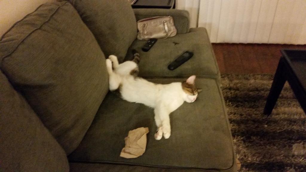 Riley Steele, Cat, Kitten, Littles, Kitty