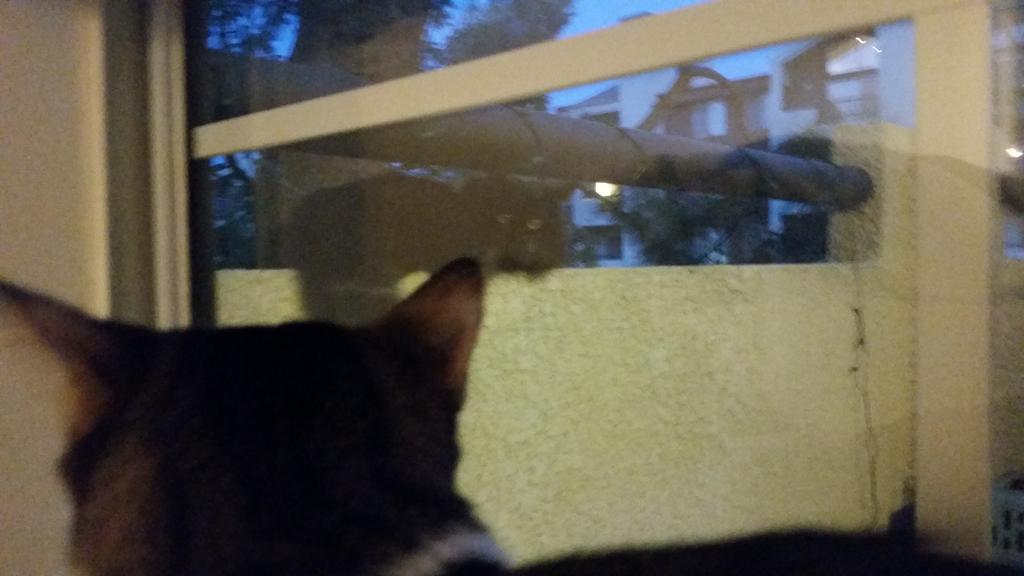 Riley Steele, Cat, Kitten, Littles, Kitty
