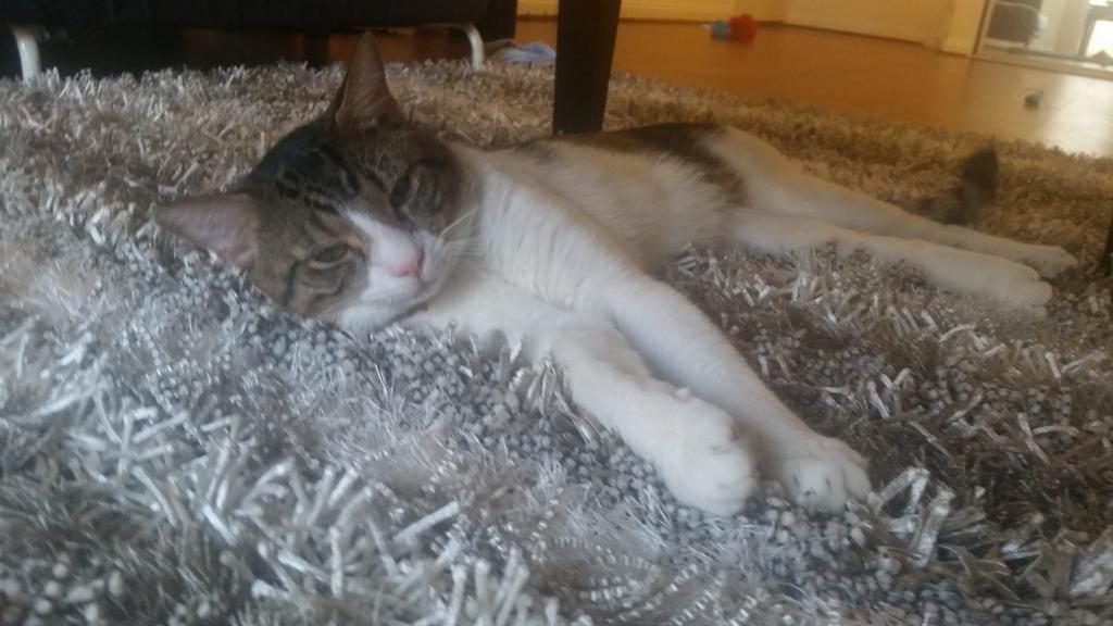 Riley Steele, Cat, Kitten, Littles, Kitty