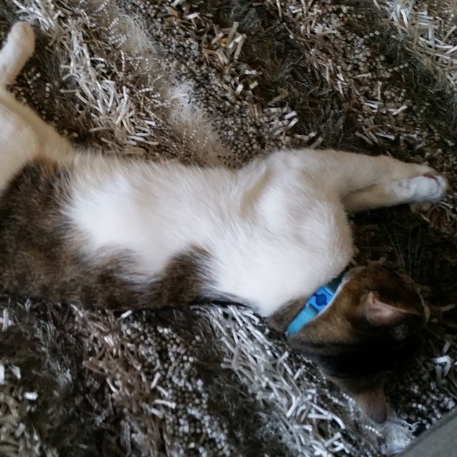 Riley Steele, Cat, Kitten, Littles, Kitty