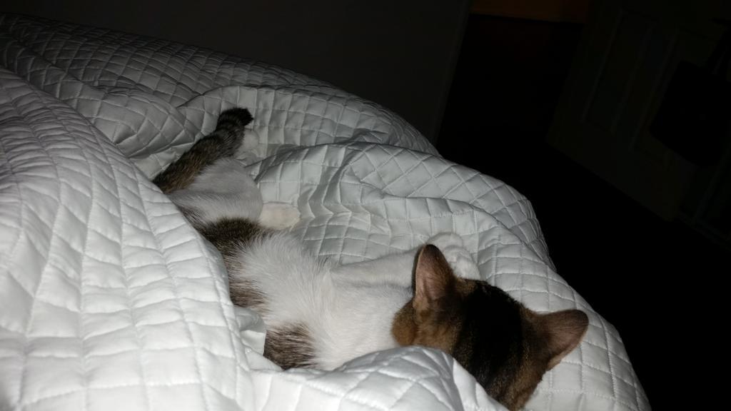 Riley Steele, Cat, Kitten, Littles, Kitty