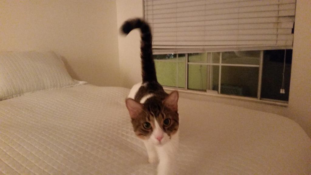 Riley Steele, Cat, Kitten, Littles, Kitty