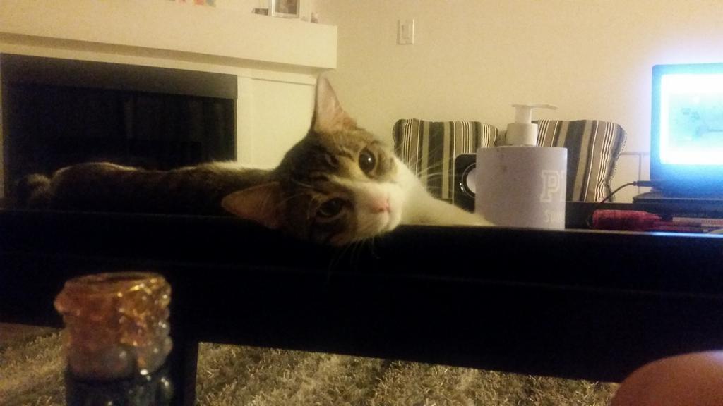 Riley Steele, Cat, Kitten, Littles, Kitty