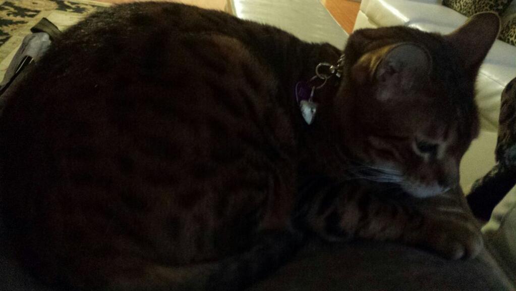 Riley Steele, Cat, Kitten, Littles, Kitty