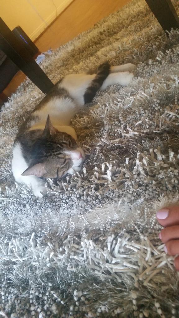 Riley Steele, Cat, Kitten, Littles, Kitty