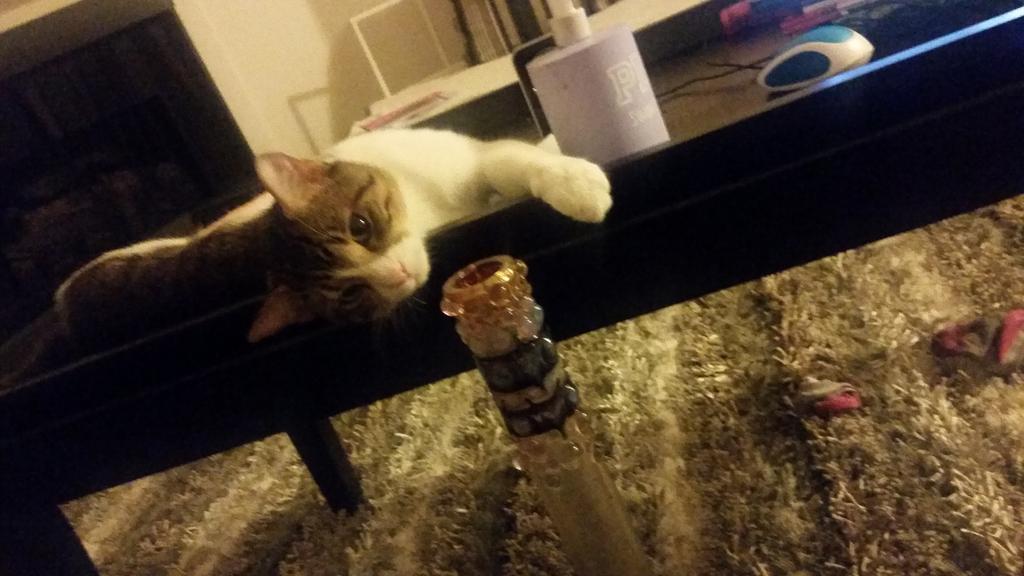 Riley Steele, Cat, Kitten, Littles, Kitty