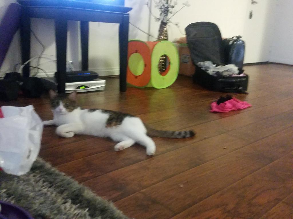 Riley Steele, Cat, Kitten, Littles, Kitty