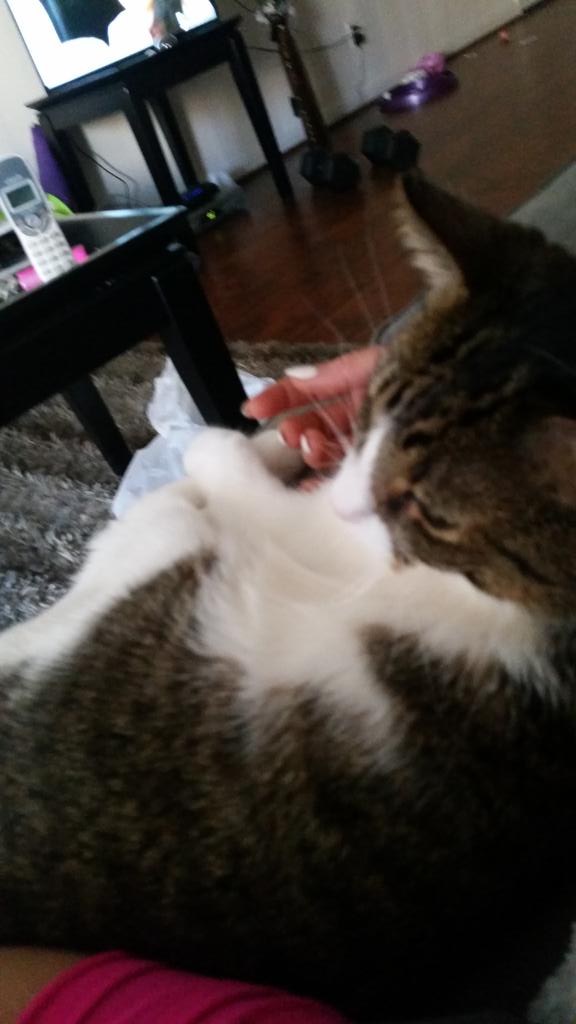 Riley Steele, Cat, Kitten, Littles, Kitty