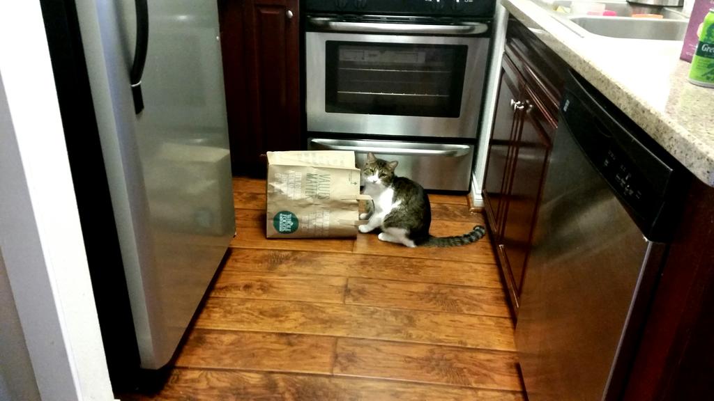 Riley Steele, Cat, Kitten, Littles, Kitty