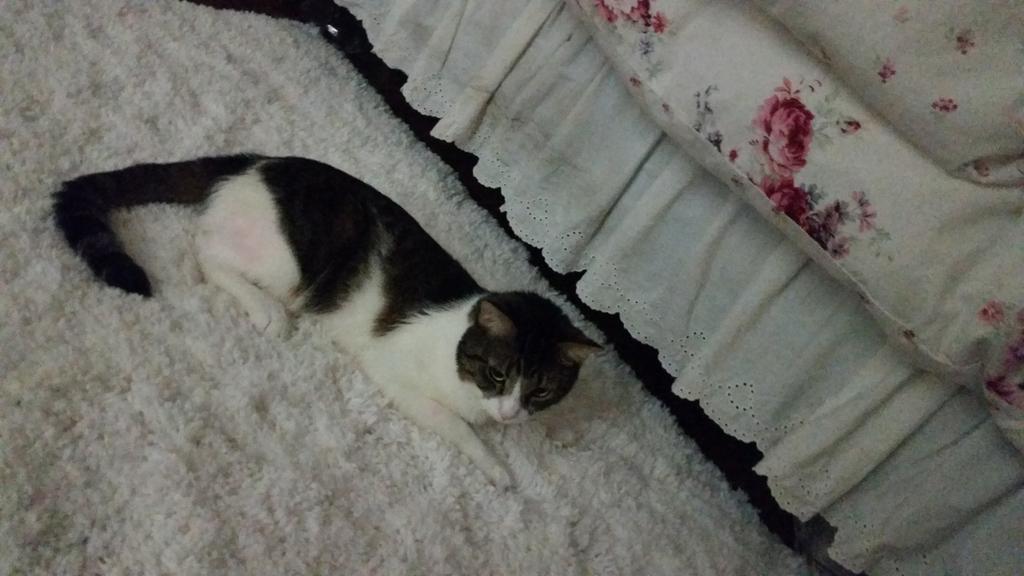 Riley Steele, Cat, Kitten, Littles, Kitty