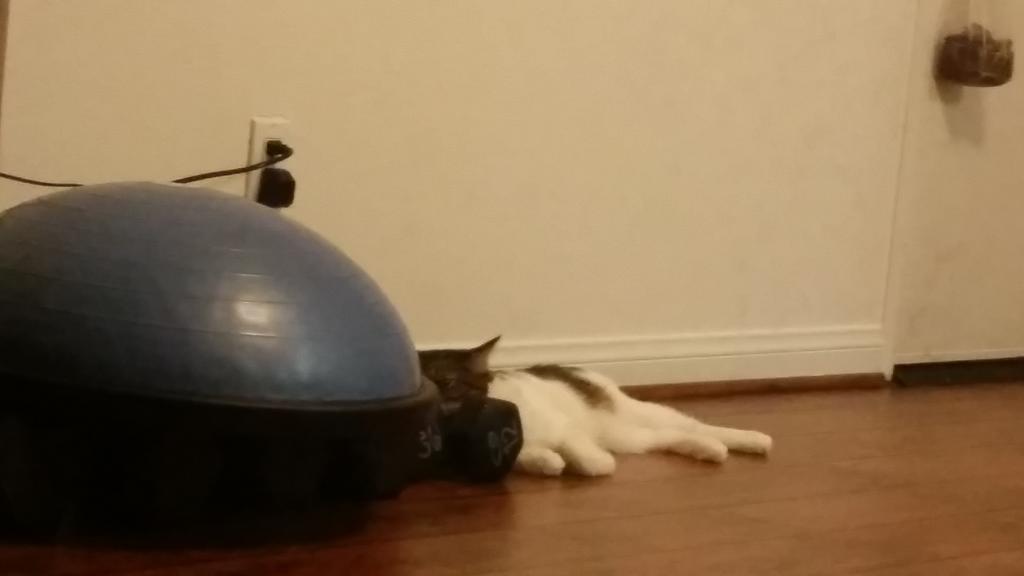 Riley Steele, Cat, Kitten, Littles, Kitty