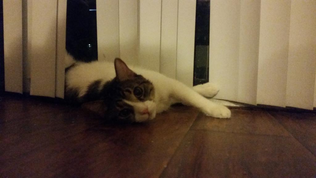 Riley Steele, Cat, Kitten, Littles, Kitty
