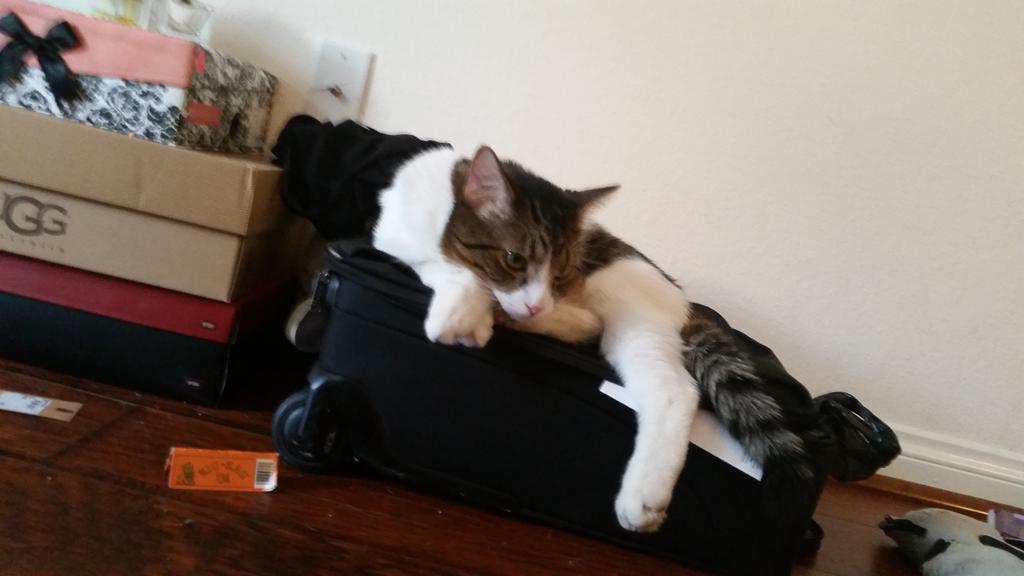Riley Steele, Cat, Kitten, Littles, Kitty