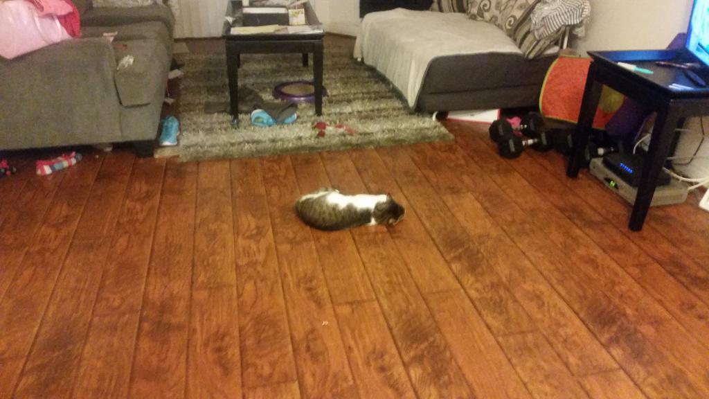 Riley Steele, Cat, Kitten, Littles, Kitty