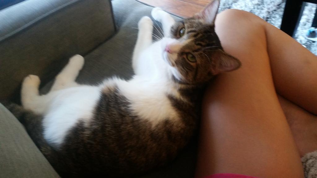 Riley Steele, Cat, Kitten, Littles, Kitty